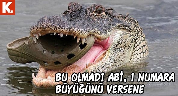 Hayvanlar dile geldi 15