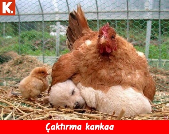 Hayvanlar dile geldi 16