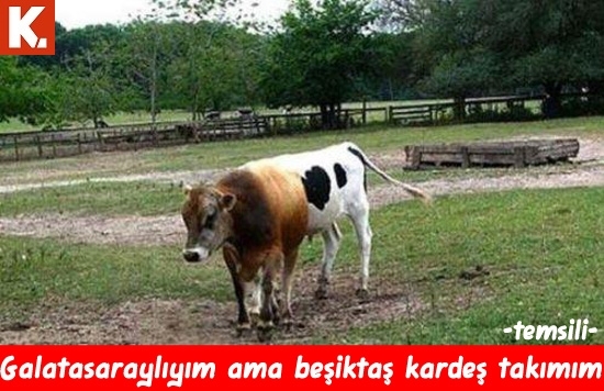 Hayvanlar dile geldi 19