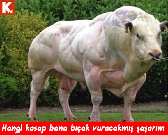 Hayvanlar dile geldi 20