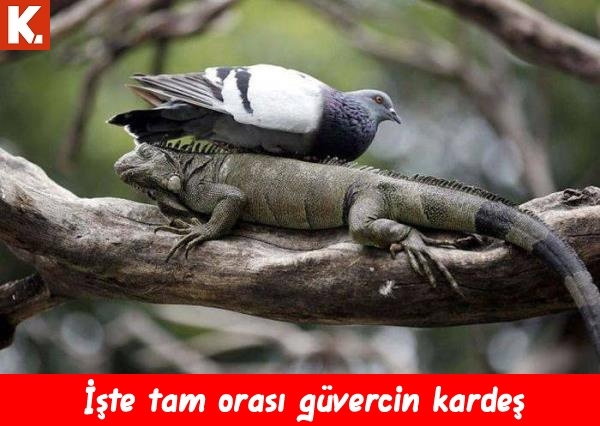 Hayvanlar dile geldi 21