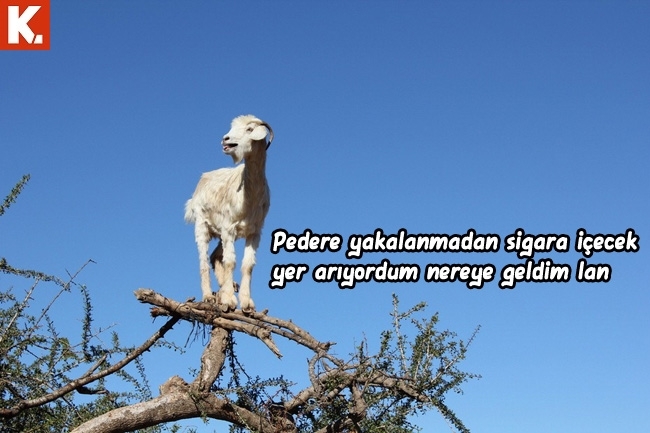 Hayvanlar dile geldi 27