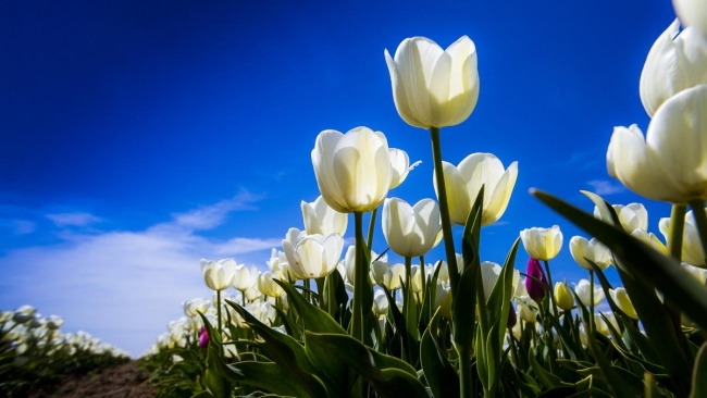 Konya'da yetiştirilen laleler dünyayı süslüyor 1