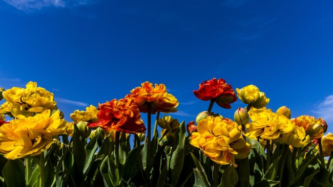 Konya'da yetiştirilen laleler dünyayı süslüyor 2