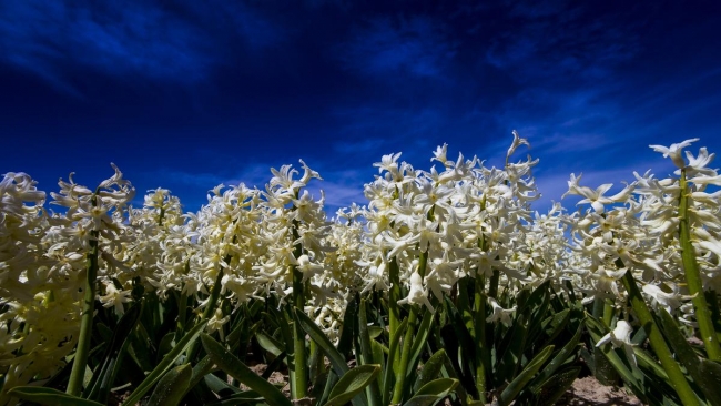 Konya'da yetiştirilen laleler dünyayı süslüyor 3