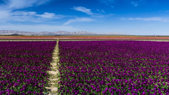 Konya'da yetiştirilen laleler dünyayı süslüyor 4