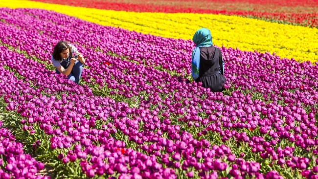 Konya'da yetiştirilen laleler dünyayı süslüyor 5