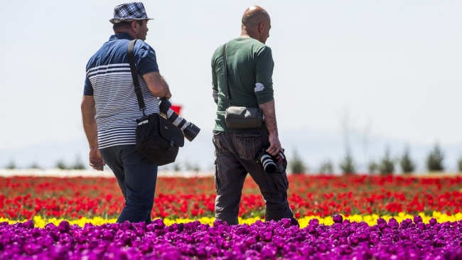 Konya'da yetiştirilen laleler dünyayı süslüyor 6