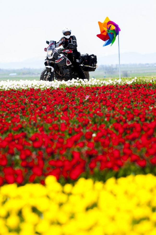 Konya'da yetiştirilen laleler dünyayı süslüyor 7