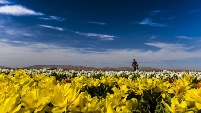 Konya'da yetiştirilen laleler dünyayı süslüyor 8