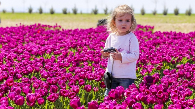 Konya'da yetiştirilen laleler dünyayı süslüyor 9