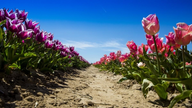 Konya'da yetiştirilen laleler dünyayı süslüyor 10