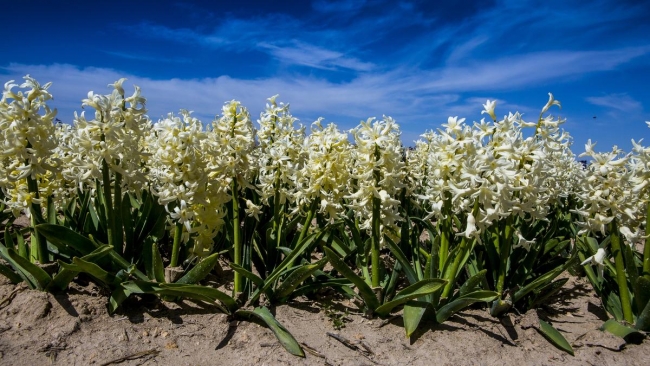 Konya'da yetiştirilen laleler dünyayı süslüyor 11
