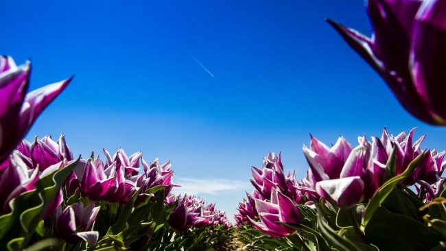 Konya'da yetiştirilen laleler dünyayı süslüyor 12