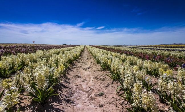 Konya'da yetiştirilen laleler dünyayı süslüyor 13