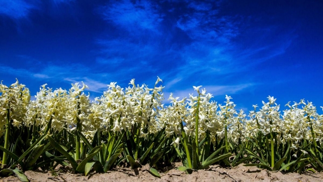 Konya'da yetiştirilen laleler dünyayı süslüyor 16