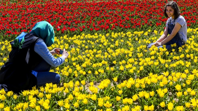 Konya'da yetiştirilen laleler dünyayı süslüyor 18