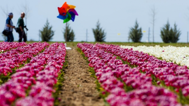 Konya'da yetiştirilen laleler dünyayı süslüyor 19