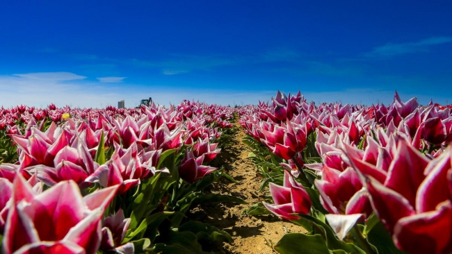 Konya'da yetiştirilen laleler dünyayı süslüyor 20