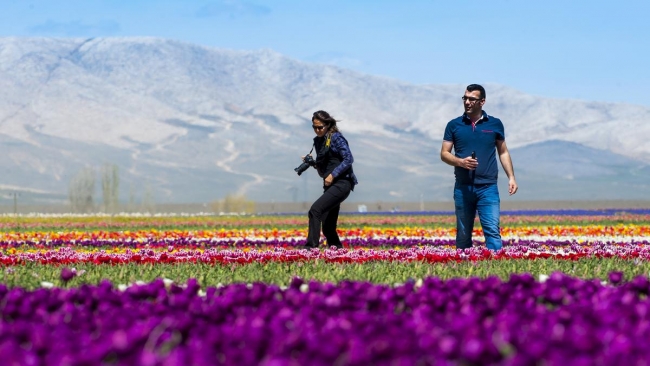 Konya'da yetiştirilen laleler dünyayı süslüyor 22