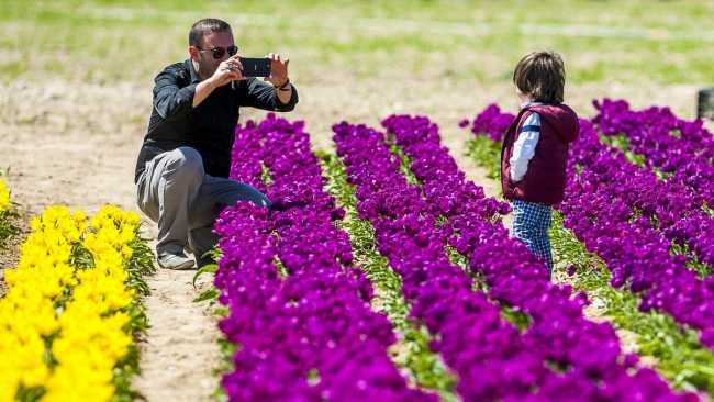 Konya'da yetiştirilen laleler dünyayı süslüyor 23