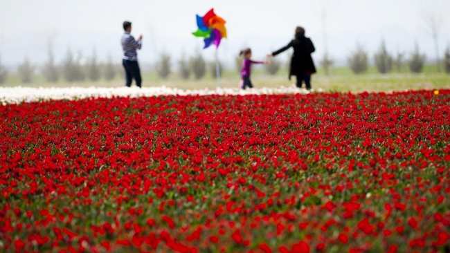 Konya'da yetiştirilen laleler dünyayı süslüyor 24
