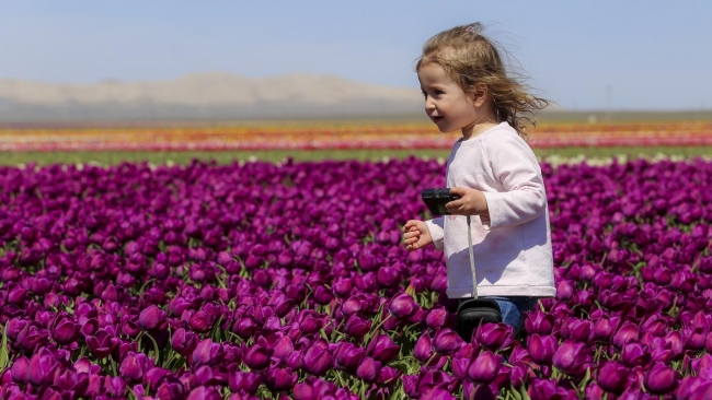 Konya'da yetiştirilen laleler dünyayı süslüyor 25