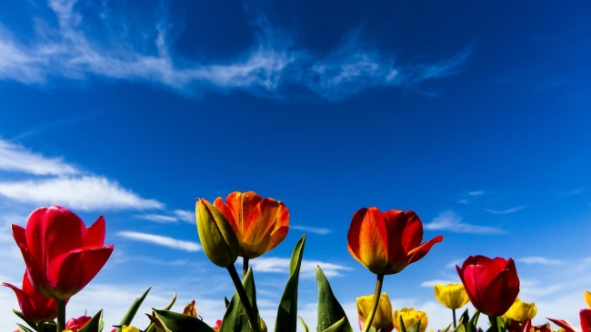 Konya'da yetiştirilen laleler dünyayı süslüyor 26