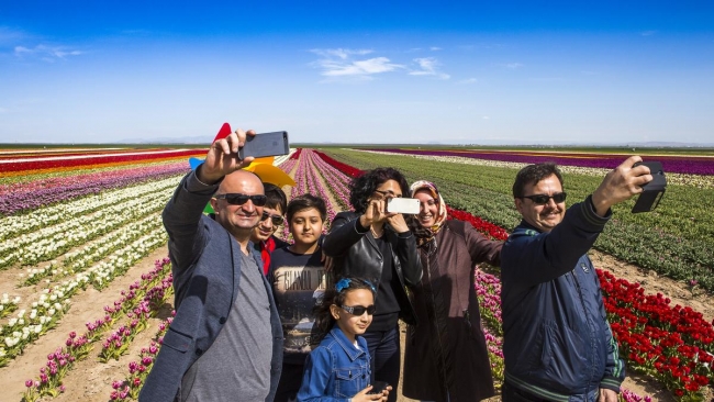 Konya'da yetiştirilen laleler dünyayı süslüyor 27