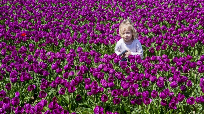Konya'da yetiştirilen laleler dünyayı süslüyor 28