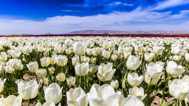 Konya'da yetiştirilen laleler dünyayı süslüyor 29