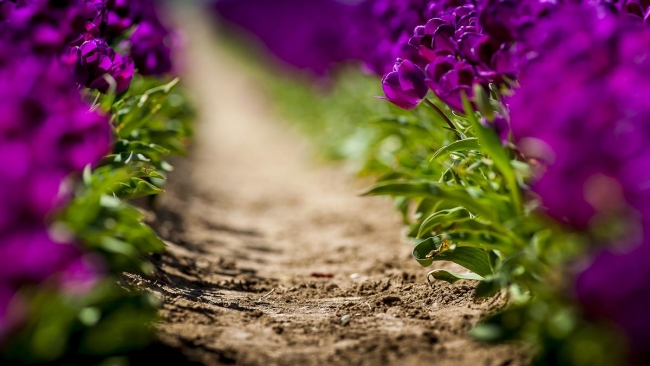 Konya'da yetiştirilen laleler dünyayı süslüyor 30