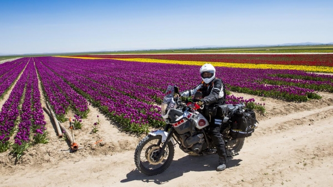Konya'da yetiştirilen laleler dünyayı süslüyor 31