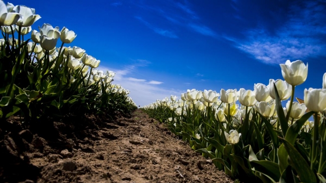 Konya'da yetiştirilen laleler dünyayı süslüyor 32