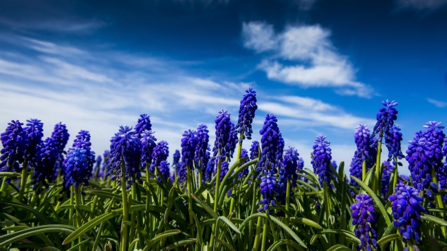 Konya'da yetiştirilen laleler dünyayı süslüyor 33