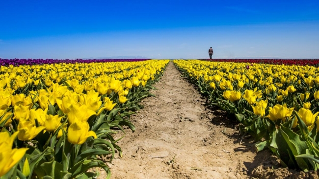 Konya'da yetiştirilen laleler dünyayı süslüyor 34