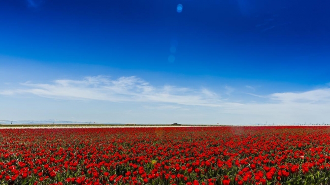 Konya'da yetiştirilen laleler dünyayı süslüyor 35