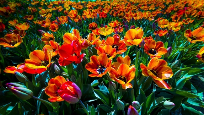 Konya'da yetiştirilen laleler dünyayı süslüyor 36