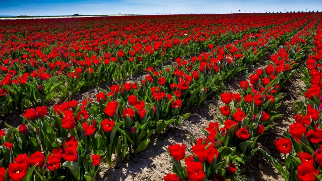 Konya'da yetiştirilen laleler dünyayı süslüyor 37
