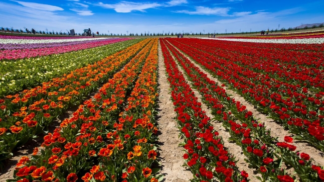 Konya'da yetiştirilen laleler dünyayı süslüyor 38