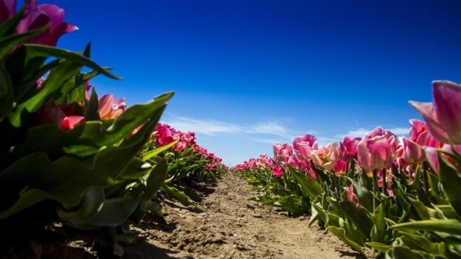 Konya'da yetiştirilen laleler dünyayı süslüyor 39