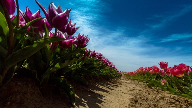 Konya'da yetiştirilen laleler dünyayı süslüyor 40