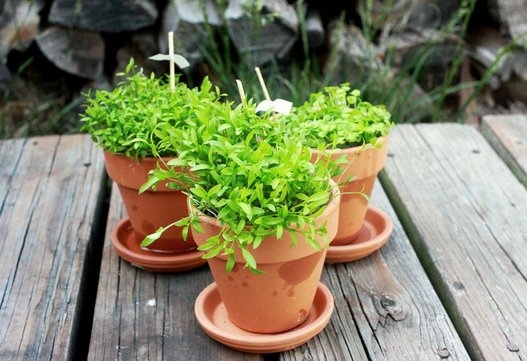 Küçük balkonunuz nasıl dev bir bahçeye dönüşür? 5