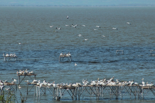 Kuşcenneti’nde yavru sevinci 4