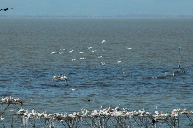 Kuşcenneti’nde yavru sevinci 5