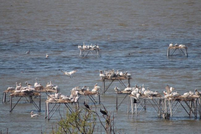 Kuşcenneti’nde yavru sevinci 2
