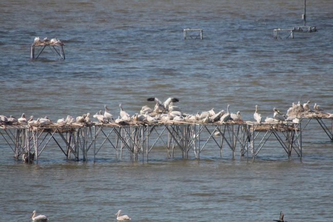 Kuşcenneti’nde yavru sevinci 1