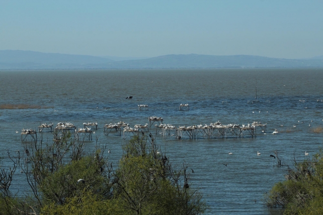 Kuşcenneti’nde yavru sevinci 3