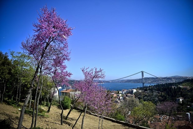 İstanbul'da erguvan vakti 20