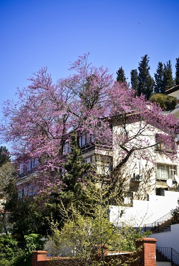 İstanbul'da erguvan vakti 15